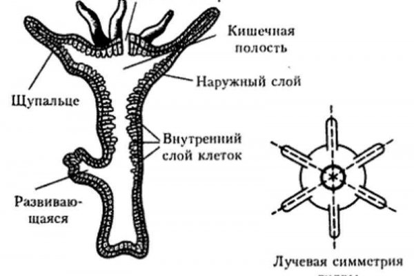 Кракен это даркнет маркетплейс